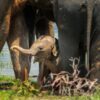 17 daagse singlereis Sri Lanka Klassiek