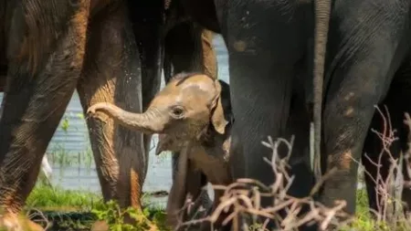 17 daagse singlereis Sri Lanka Klassiek