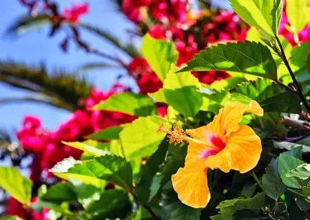 8 daagse singlereis Veelzijdig Madeira