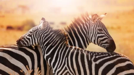 Zuid-Afrika compleet - fly drive