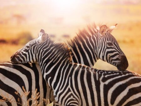 Zuid-Afrika compleet - fly drive