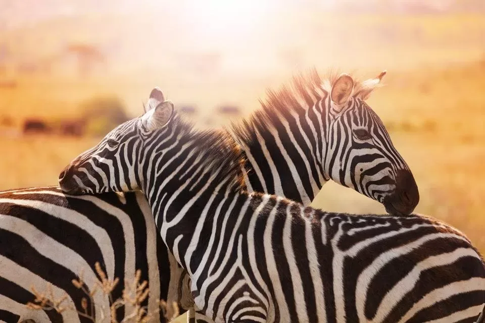 Zuid-Afrika compleet - fly drive