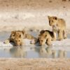 Rondreis NAMIBIË - Internationale Groepsreis - 14 dagen; Hoogtepunten van Namibië - Singletravels.nl