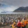 Groepsrondreis Antarctica en South Georgia - pinguinsafari - Singletravels.nl