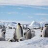 Groepsrondreis Antarctica - Snow Hill eiland - Singletravels.nl