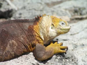 Ecuador & Galapagos