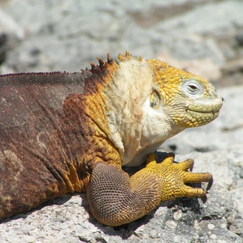 Ecuador & Galapagos