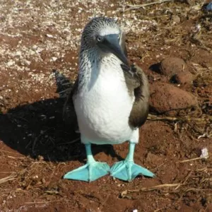 Rondreis Ecuador & Galapagos