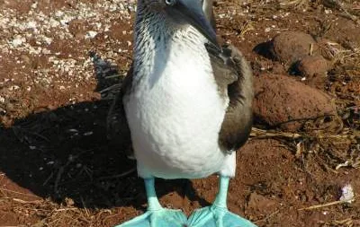 Rondreis Ecuador & Galapagos