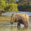 Groepsreis Sri Lanka; Tocht over een paradijselijk eiland