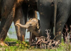 17 daagse singlereis Sri Lanka Klassiek