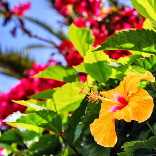 8 daagse singlereis Veelzijdig Madeira