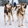Single reis Finland: Lapland - 7 dagen; Winterparadijs in Lapland
