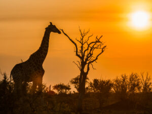 Single rondreis Zuid-Afrika Hoogtepunten (2 weken); Van Kaapstad naar Kruger
