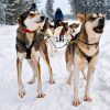 Rondreis Finland: Lapland (1 week); Winterparadijs in Lapland