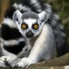 Rondreis Madagascar (2 weken); Indri en ringstaartlemuur