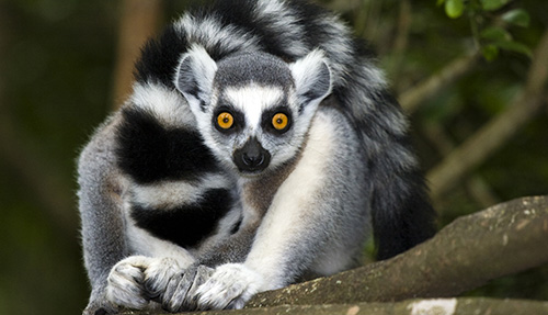 Rondreis Madagascar (2 weken); Indri en ringstaartlemuur