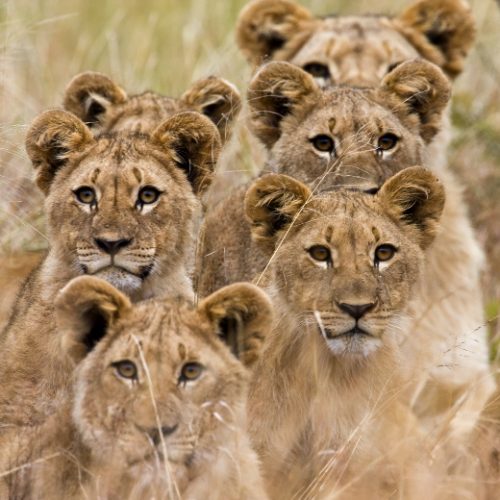 Rondreis Tanzania & Zanzibar (2 weken); Safari en strand