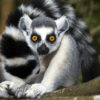 Rondreis Madagascar (2 weken); Indri en ringstaartlemuur
