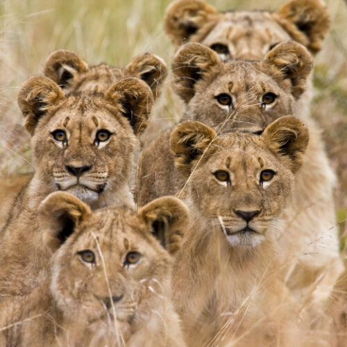 Rondreis Tanzania & Zanzibar (2 weken); Safari en strand