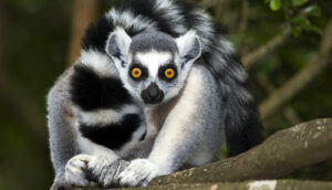 Rondreis Madagascar (2 weken); Indri en ringstaartlemuur